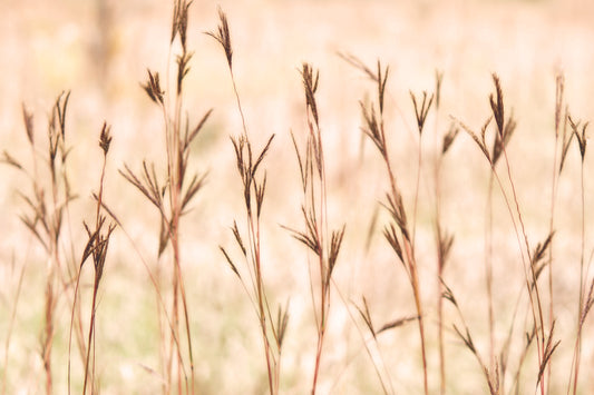 Big bluestem meadow