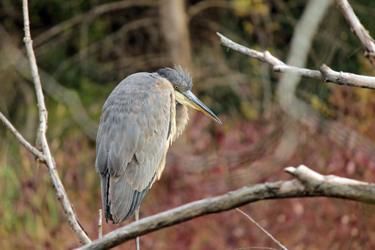 Heron perch