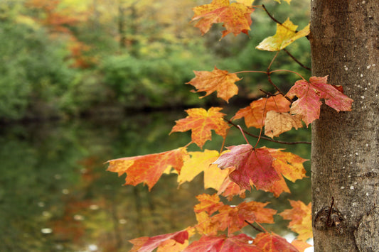 Maple over water