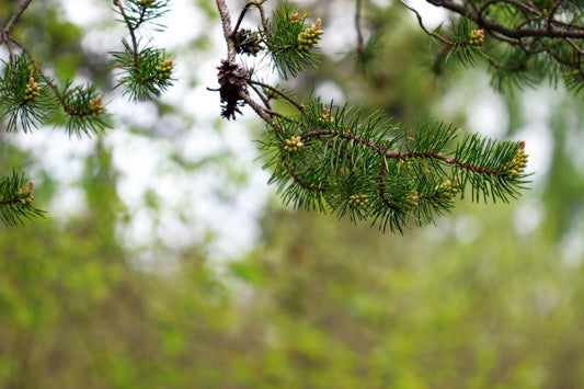 Jack Pine