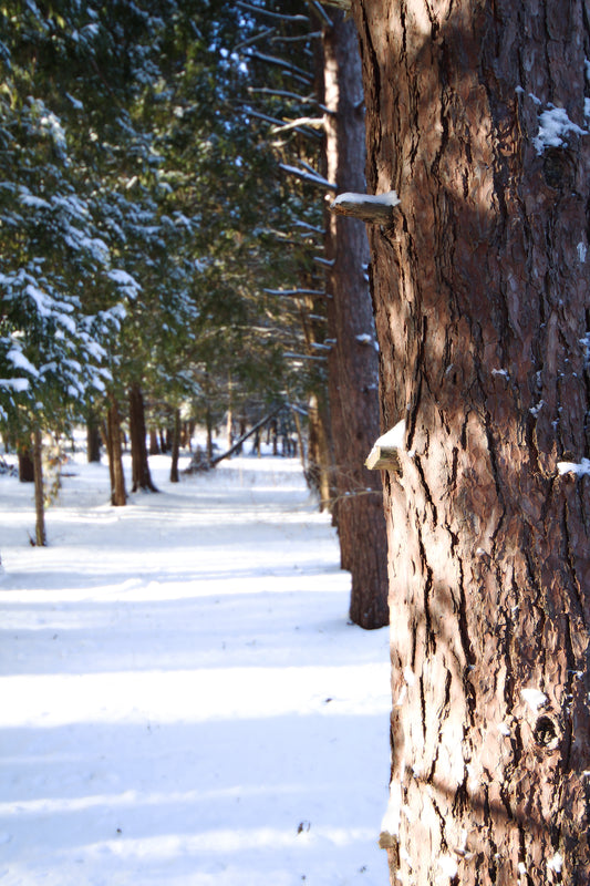 Retzer Nature Center in Winter