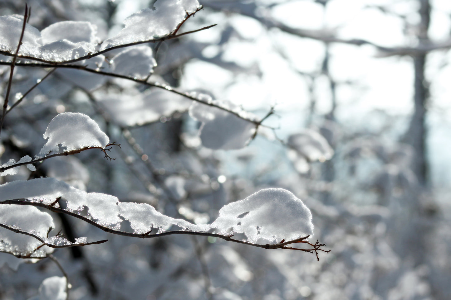 Wisconsin winter