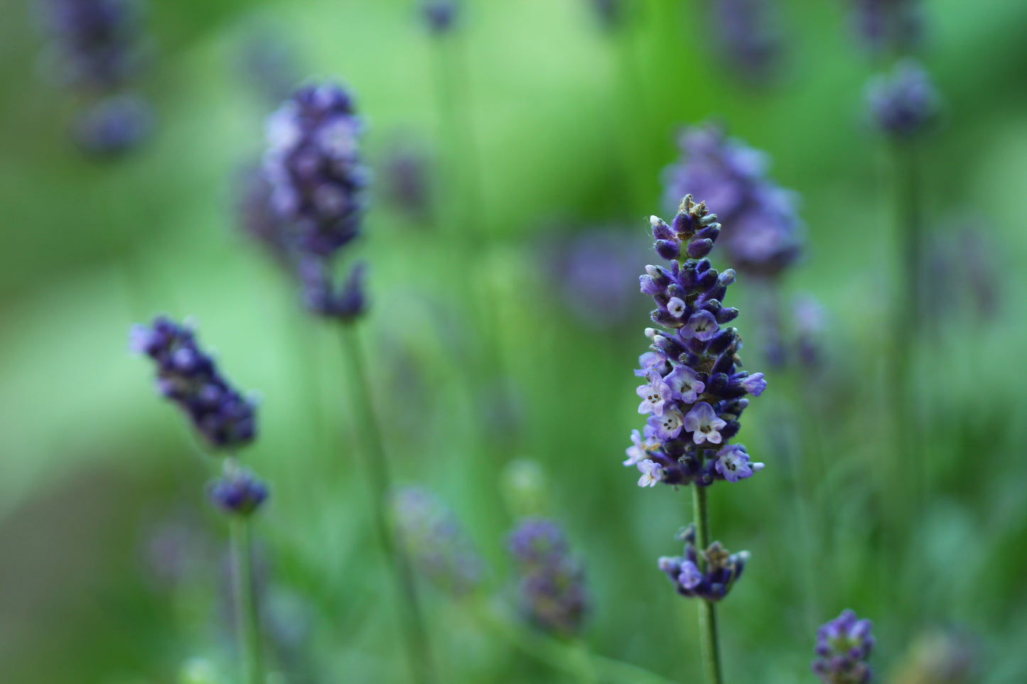 Lavender fields