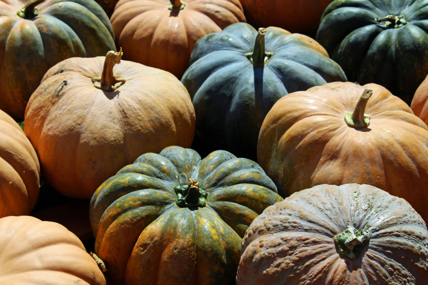 Heirloom gourds