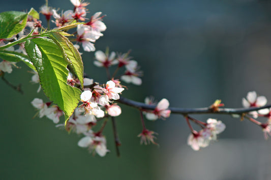 Crabapple
