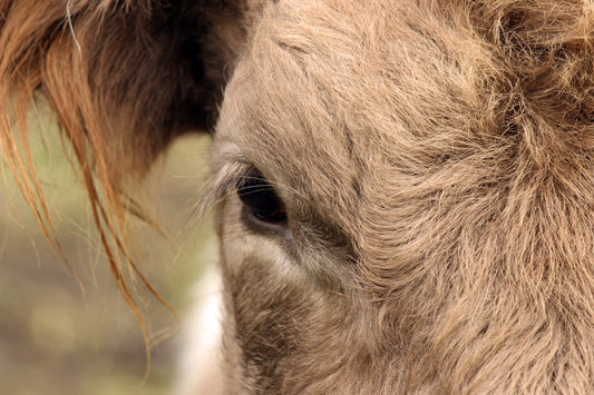 Cattle close up