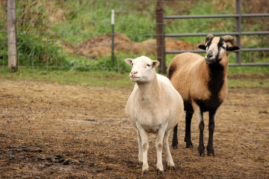 Sheep in the barn yard