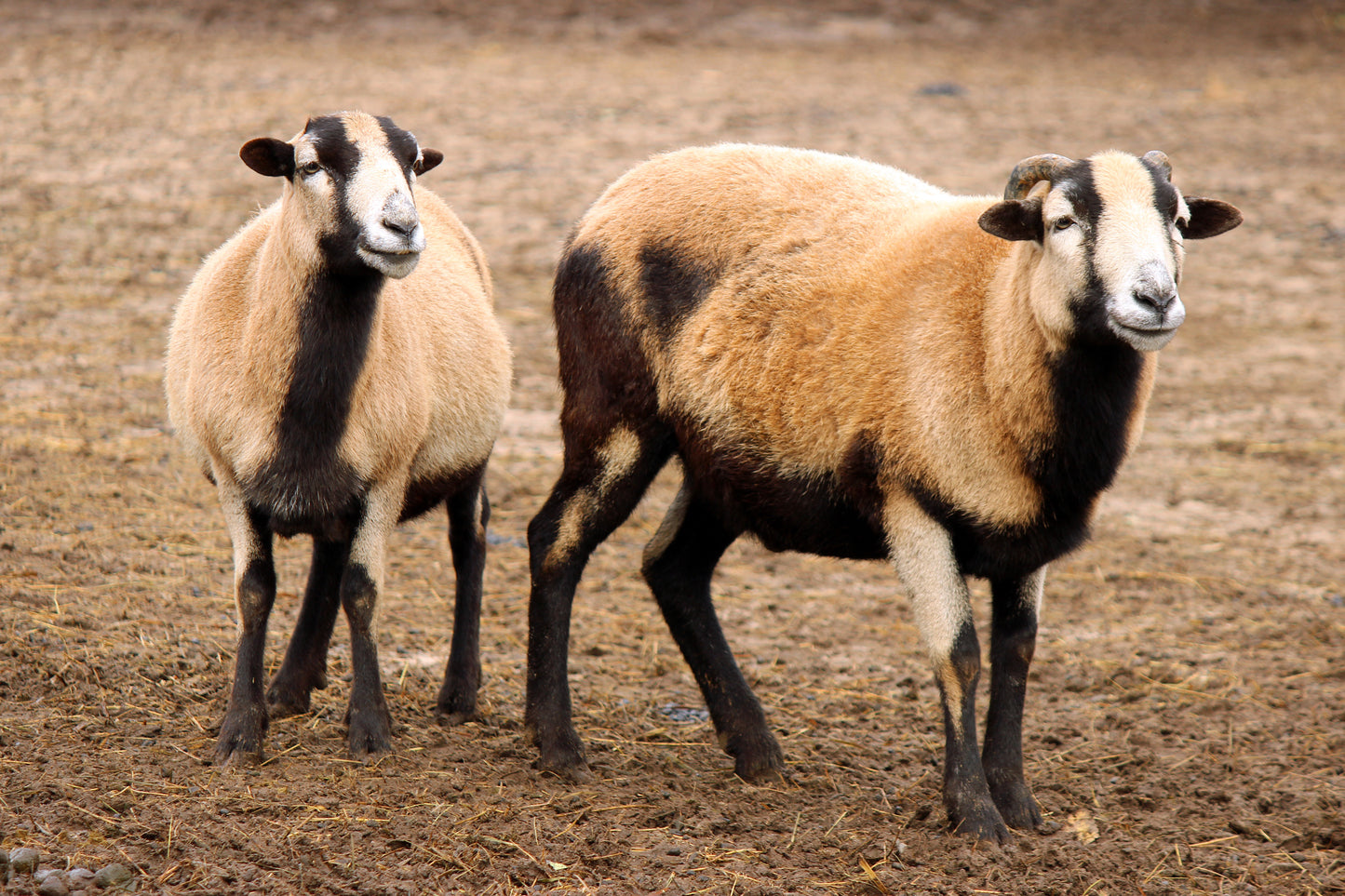 Sheep in the barn yard