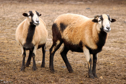 Sheep in the barn yard