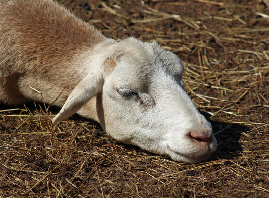 Sheep at rest