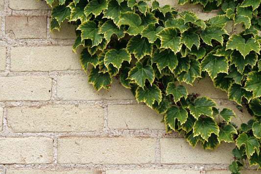 Ivy wall