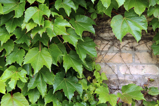 Ivy wall