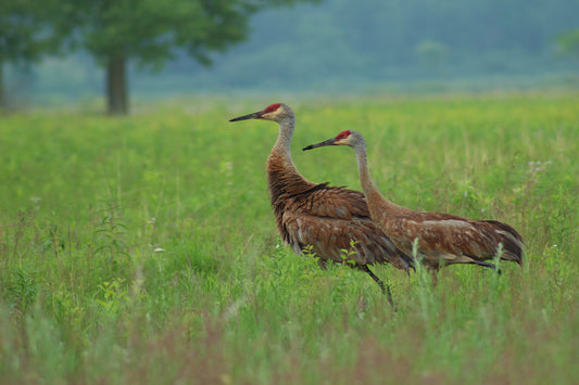 Crane couple