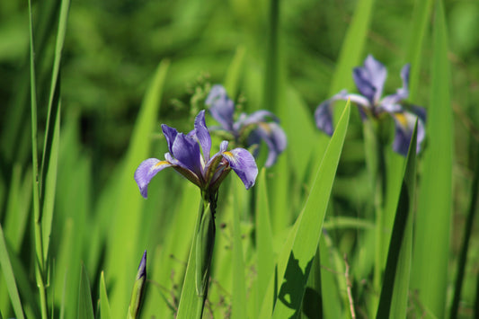 Wild iris