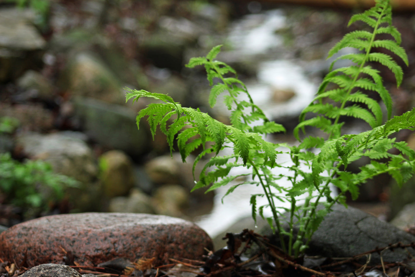 Ostrich ferns waterside