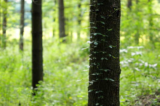 Virginia creeper in the forest