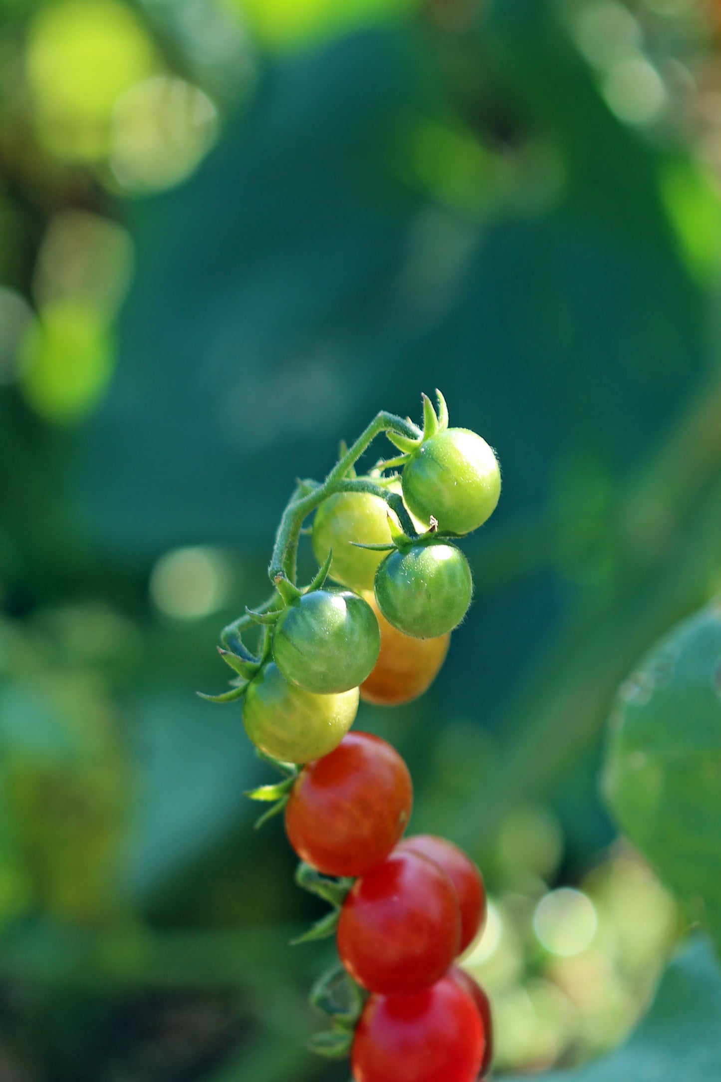 Rainbow tomato vine