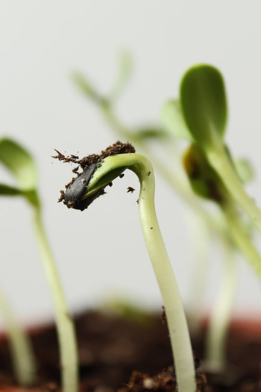 Sunflower sprout