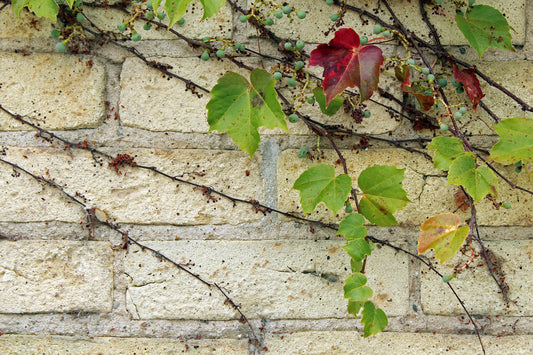 Ivy wall