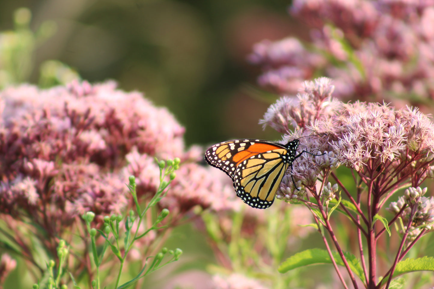 Monarch and Sweet Joe-Pye-Weed