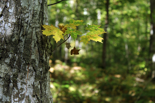 Autumns beginnings