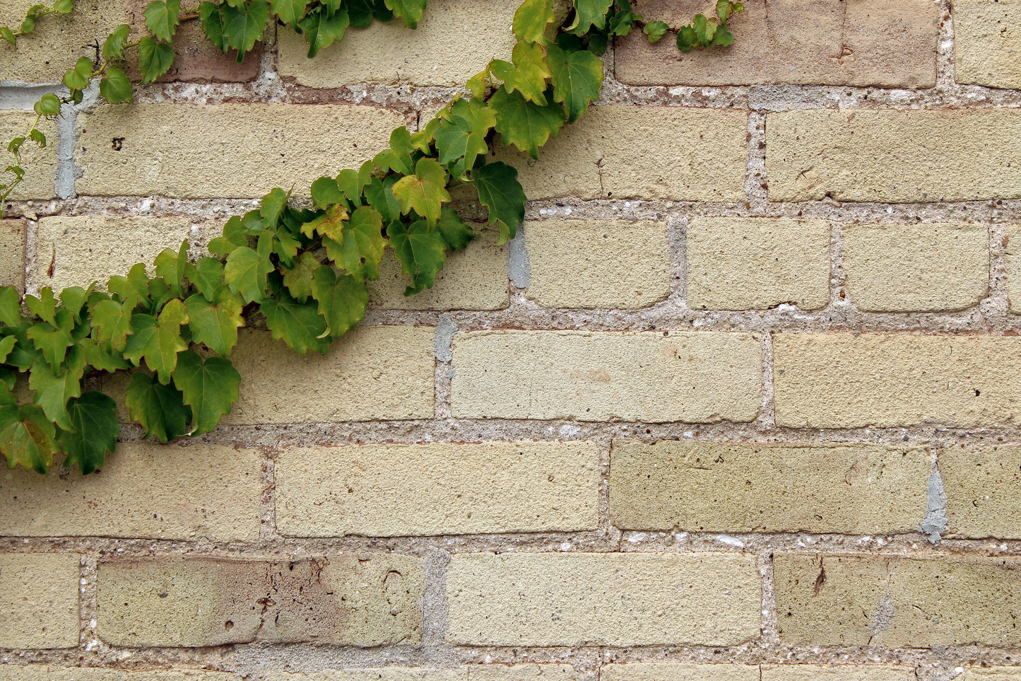 Ivy wall