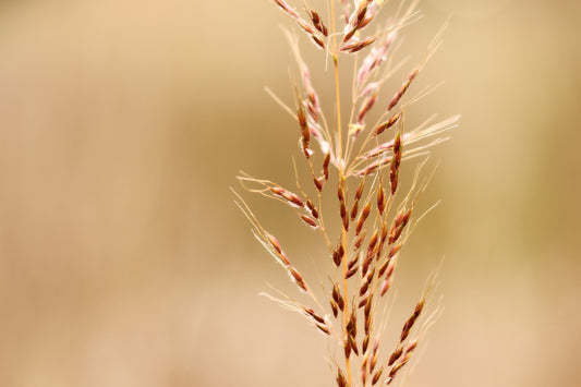 Macro  Yellow Indiangrass