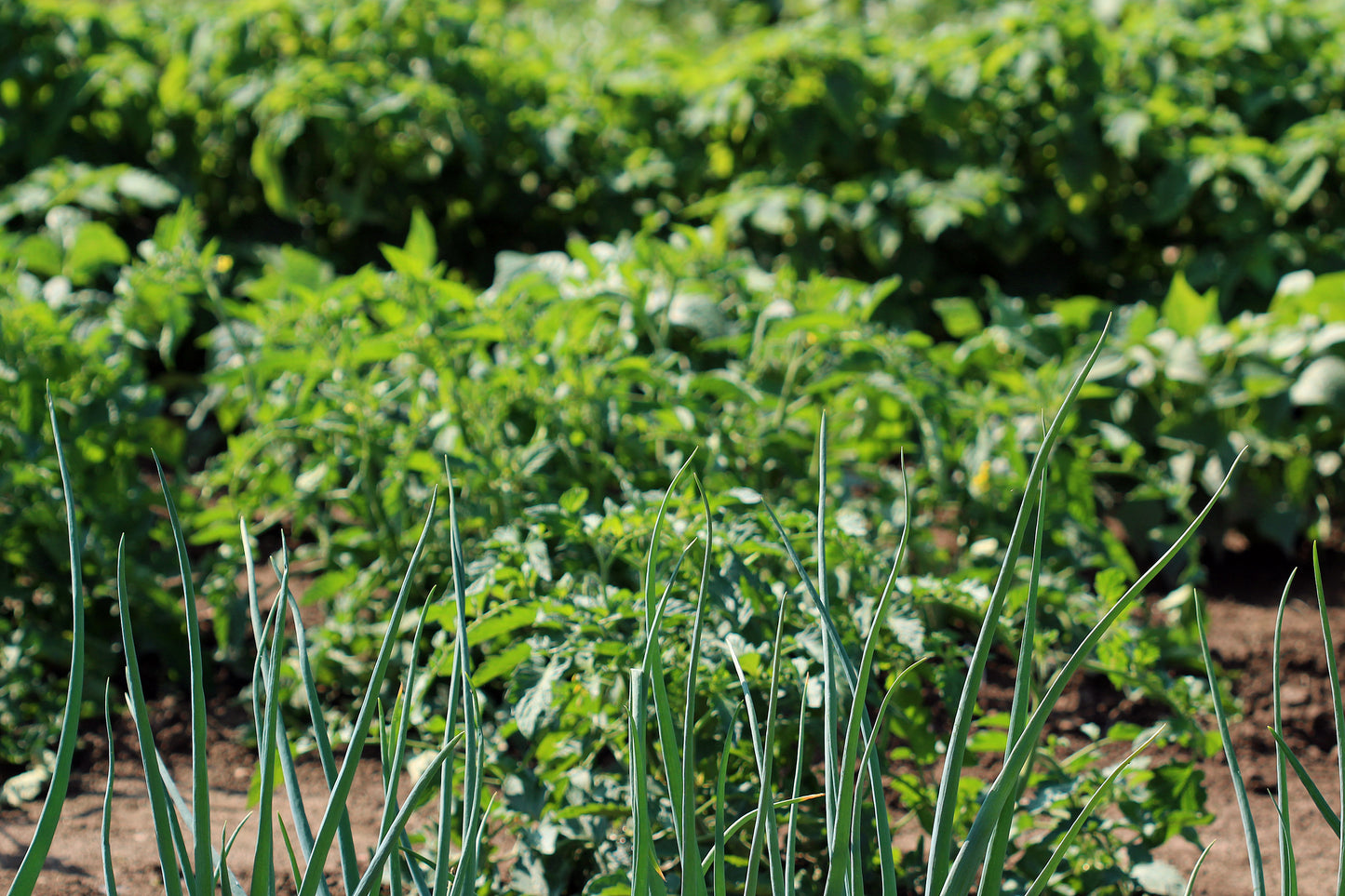 Onions in the garden