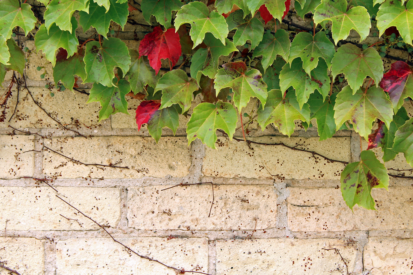 Ivy wall