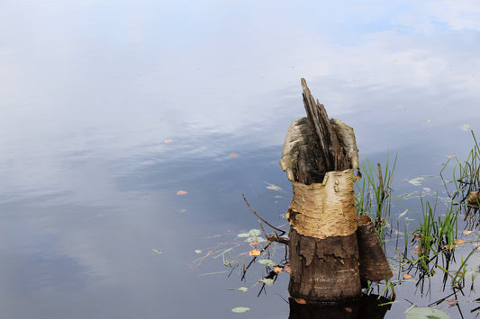 Flooded forest