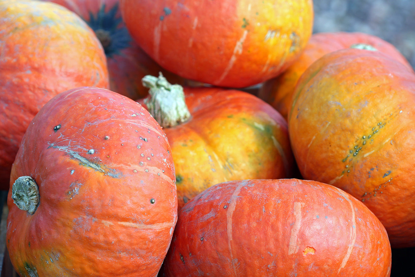 Red Kuri squash