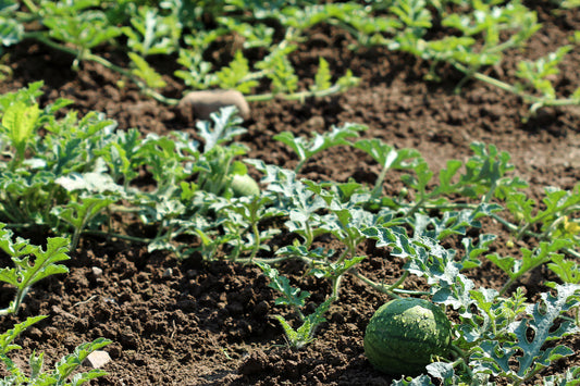 Watermelon in the garden