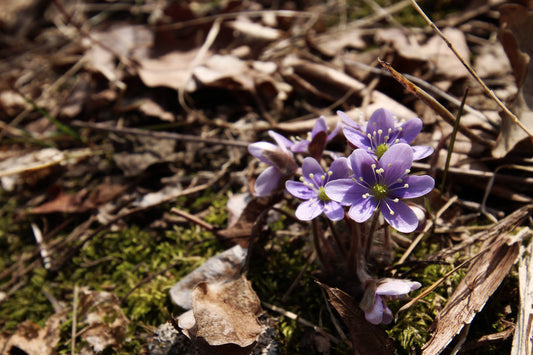 Hepatica