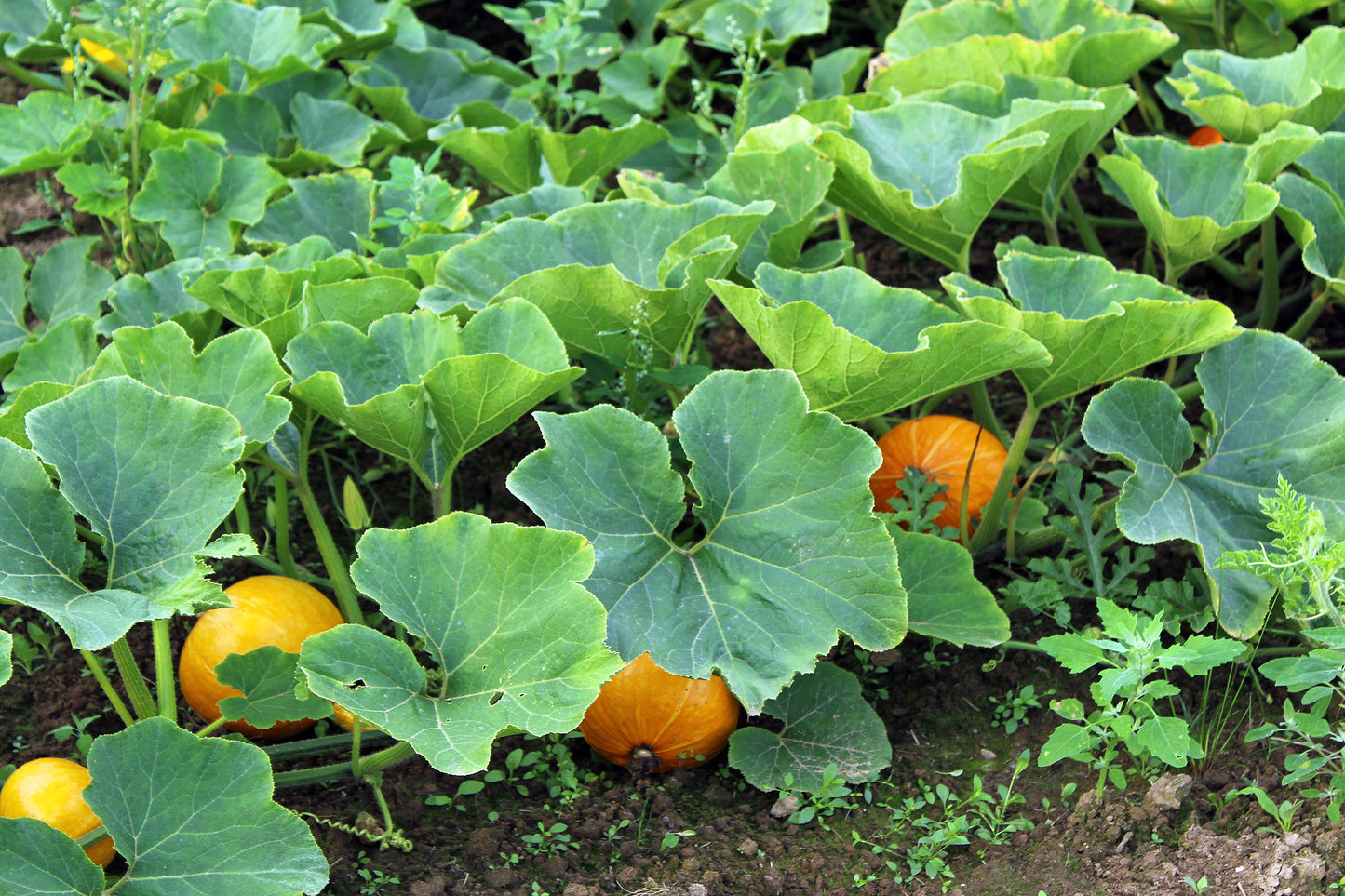 Squash patch