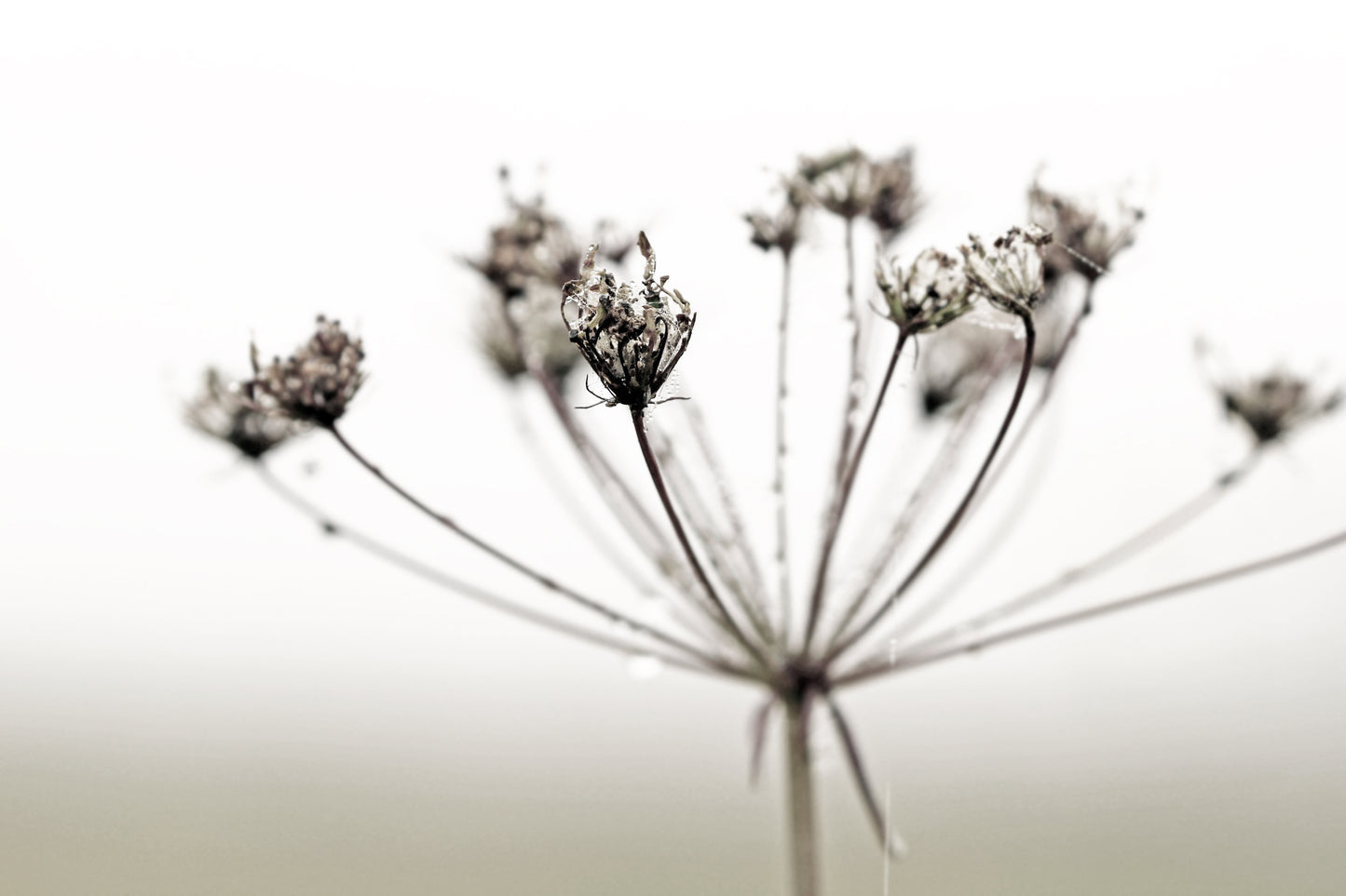 Queen Anne's lace rainy day