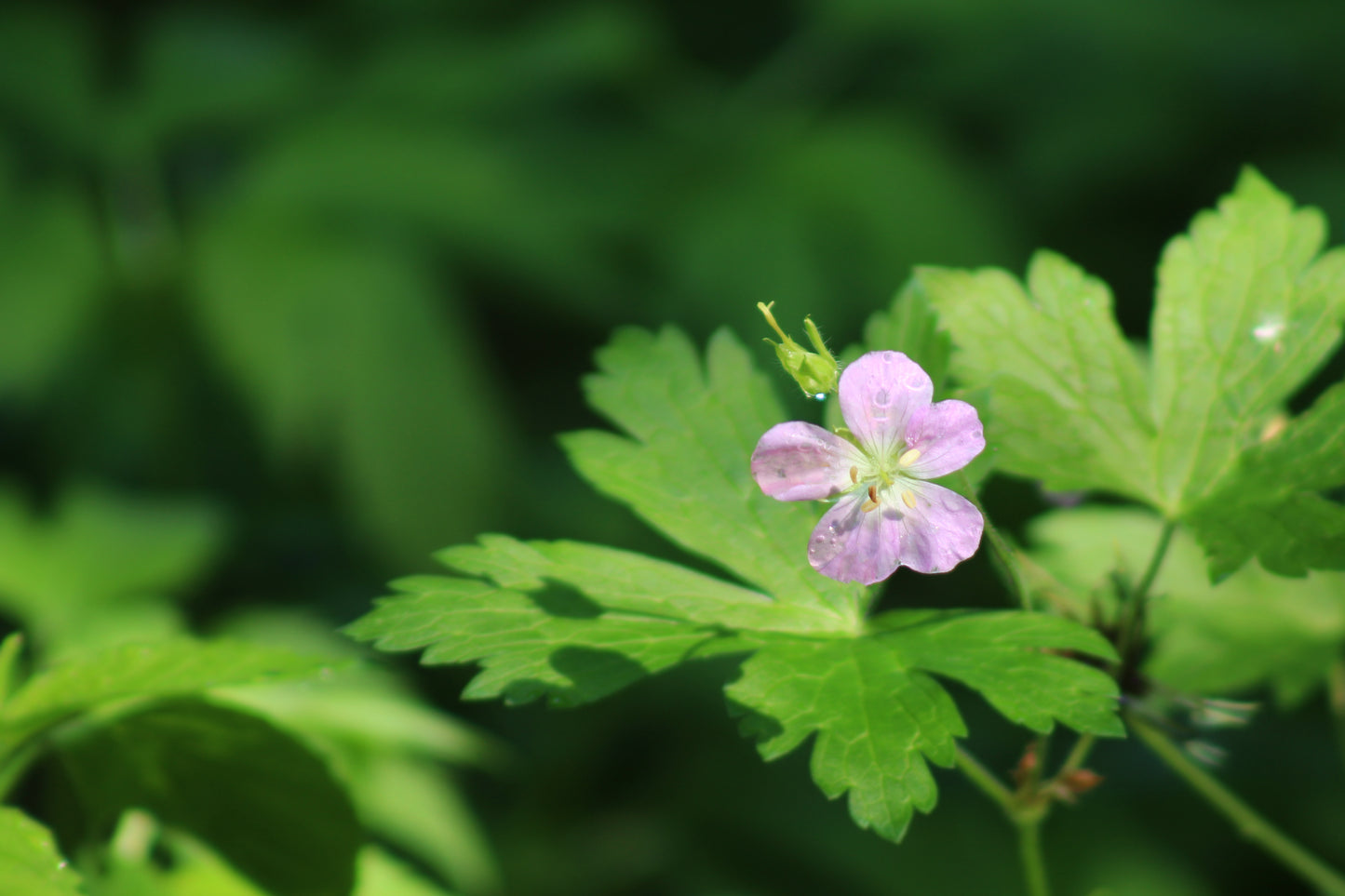 Wild Geranium