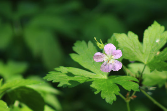 Wild Geranium