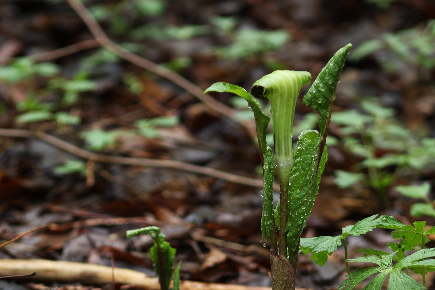 Jack in the Pulpit