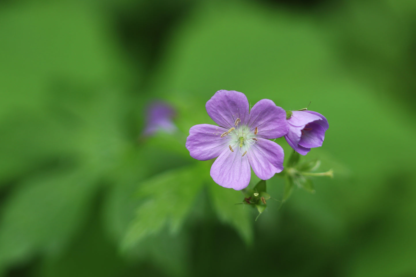 Wild Geranium