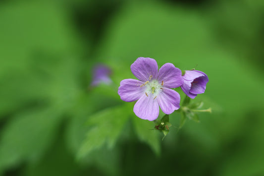 Wild Geranium