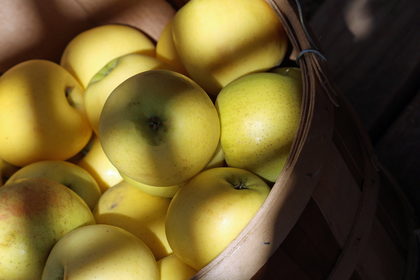 Yellow apple harvest