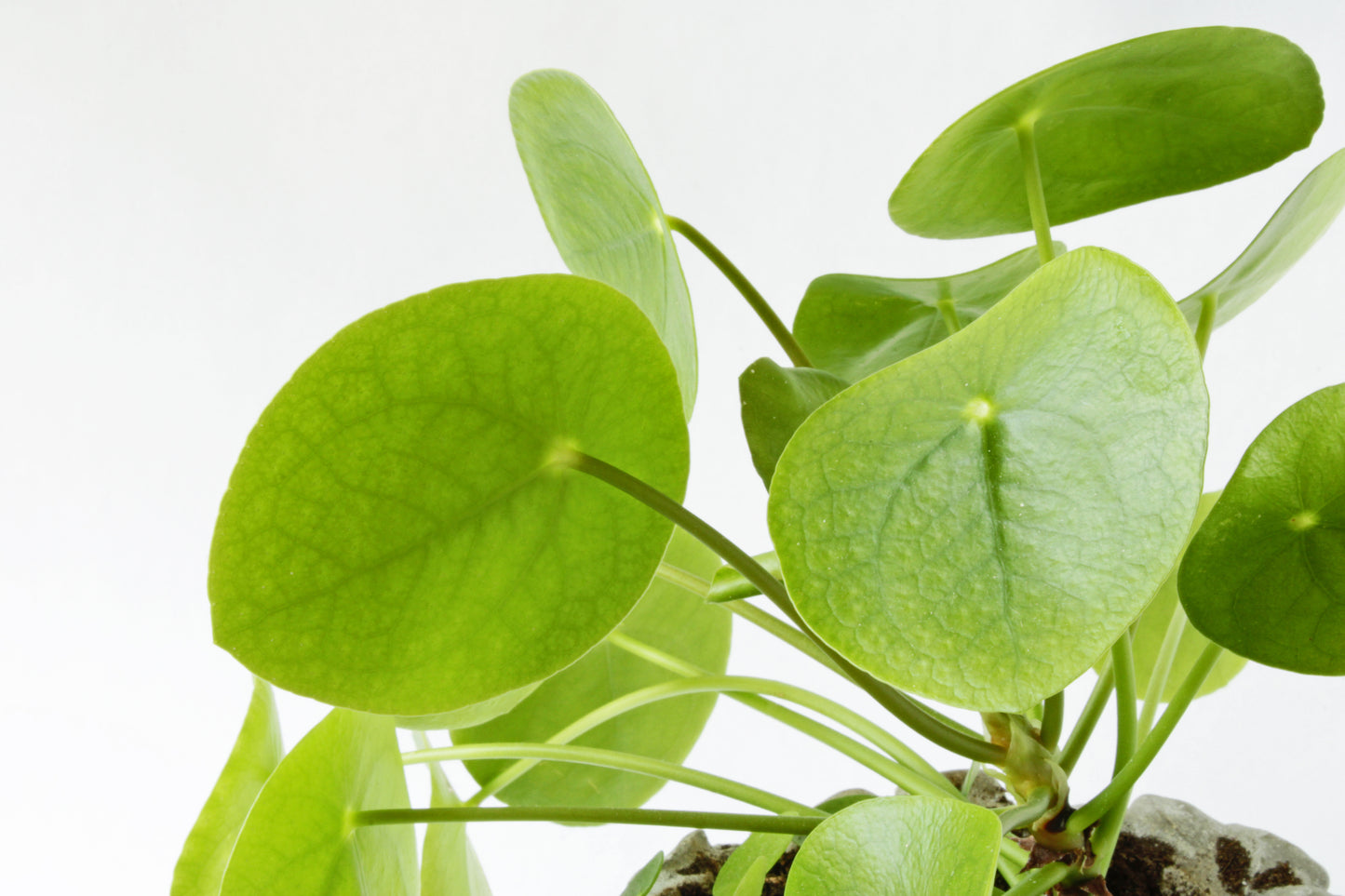 Pilea peperomioides