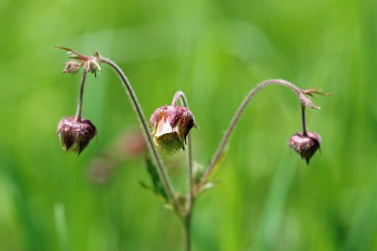 Prairie smoke