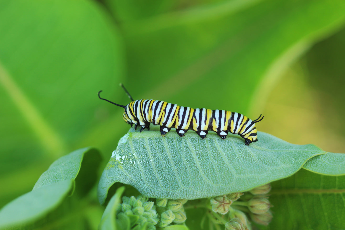 Monarch caterpillar