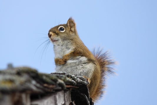 Wisconsin red squirrel