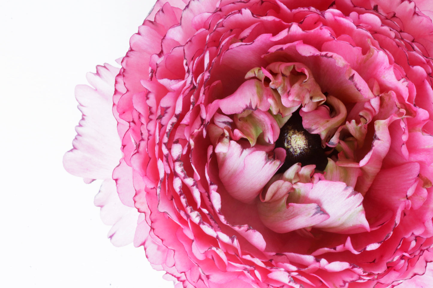 The heart of pink ranunculus