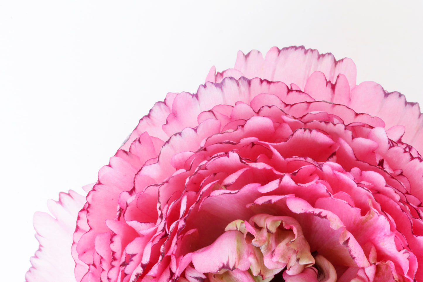In the pink ranunculus