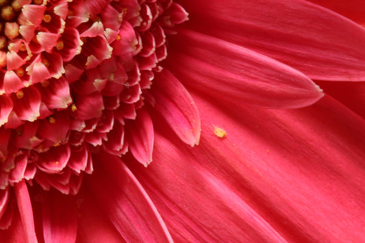 Macro gerbera