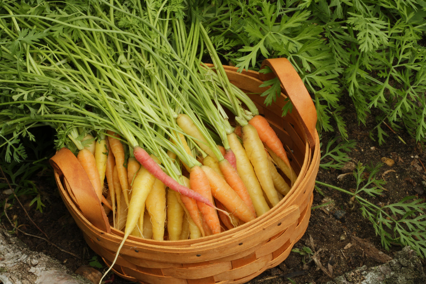 Carrot harvest