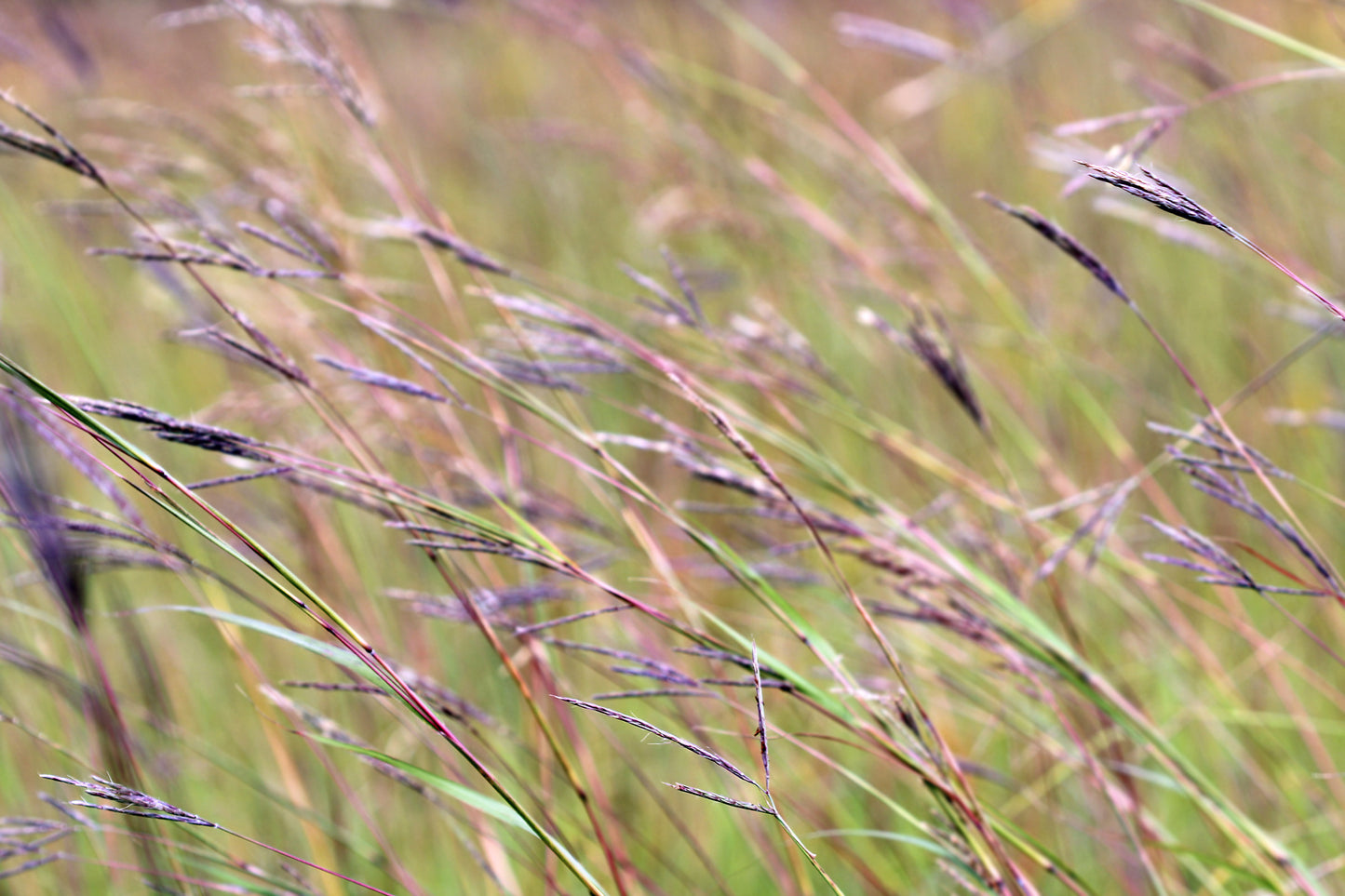 Big bluestem grasses